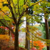 紅葉・金蔵院♪1