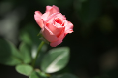 真夏の薔薇♪5