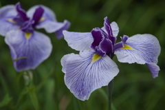 花菖蒲♪5