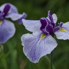 花菖蒲♪5