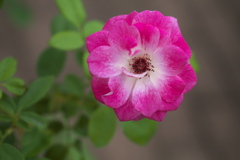 薔薇の微笑み♪20