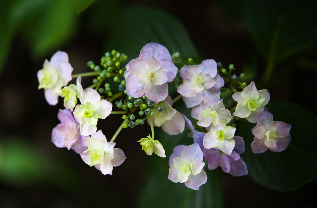 紫陽花・とちぎ花センター♪3