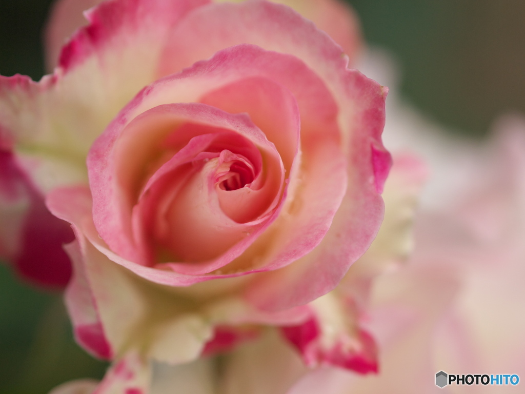 井頭公園の薔薇♪11