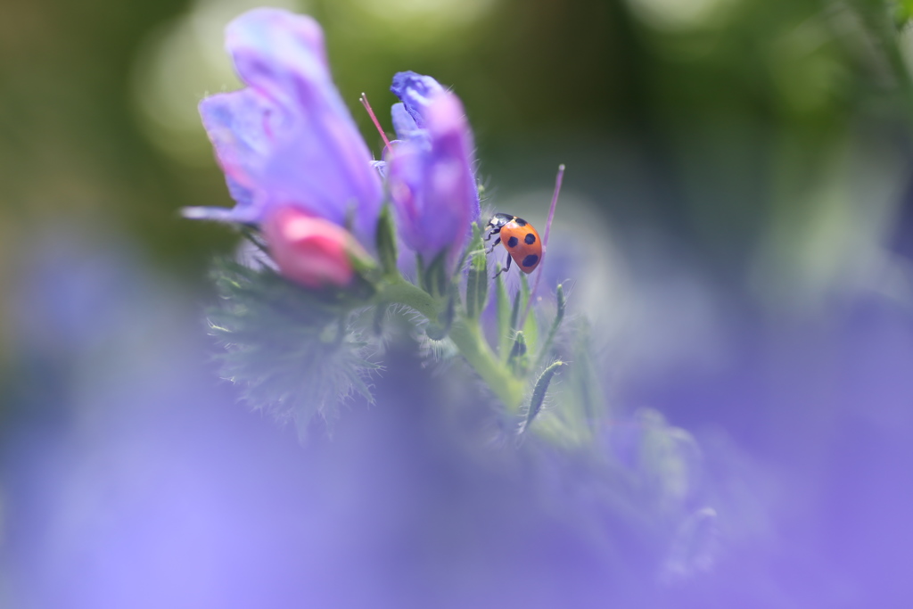 テントウムシさん♪7