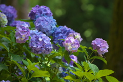 太平山の紫陽花♪10