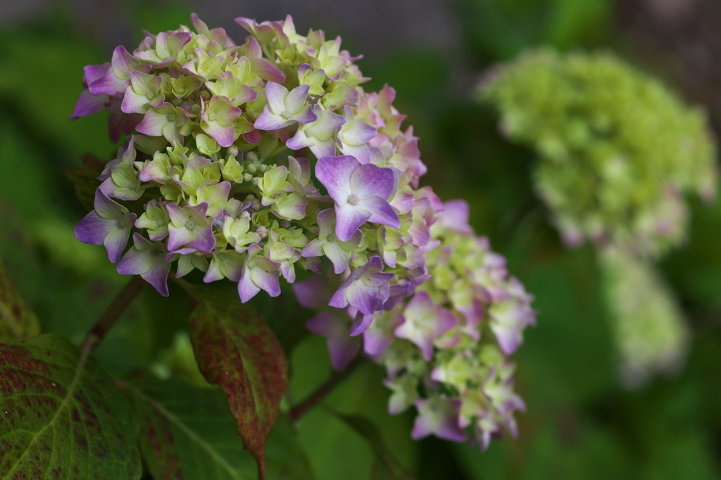 紫陽花・はじまりの頃♪1