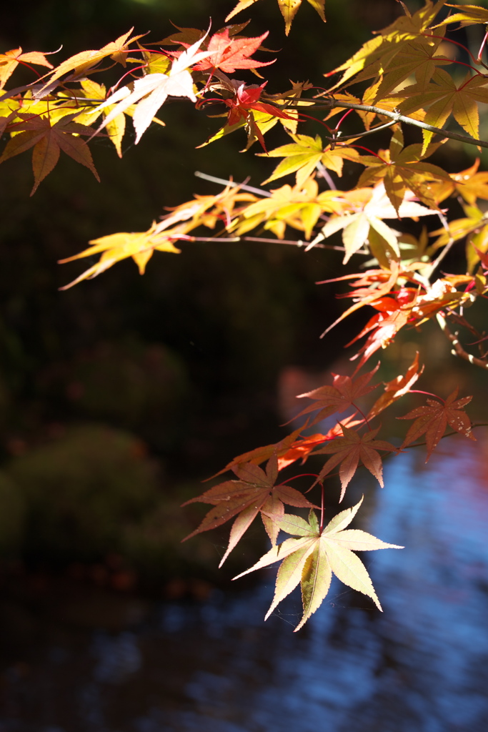 紅葉・逍遥園♪3