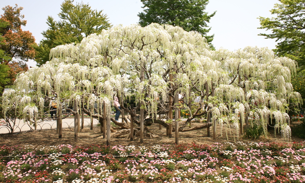 花は咲けども・・・5