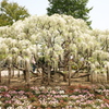 花は咲けども・・・5