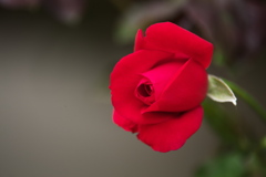 薔薇かおる頃Ⅱ♪1