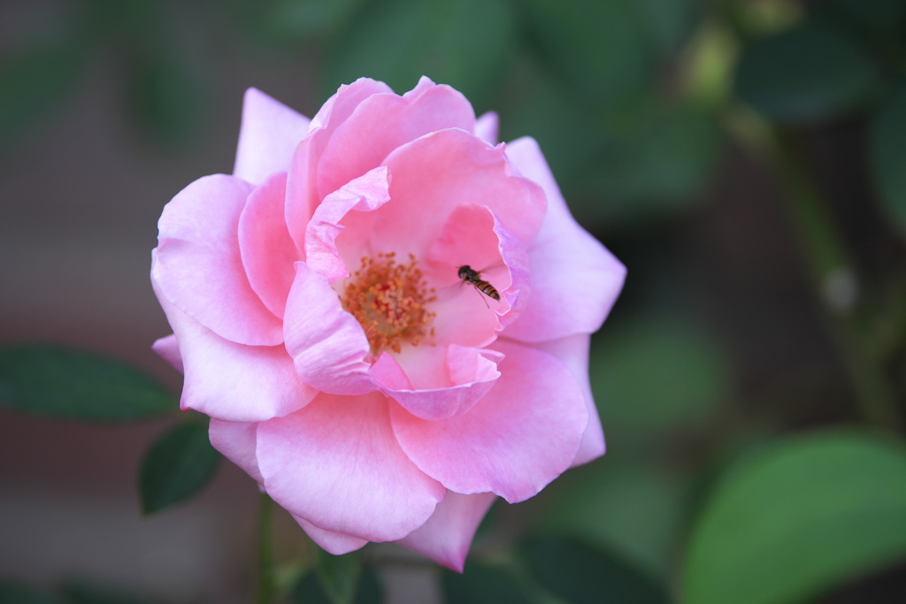 薔薇かおる頃♪5