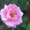 薔薇かおる頃♪5
