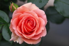 井頭公園の薔薇♪1