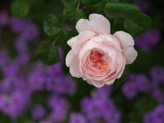 雨の日の薔薇♪4