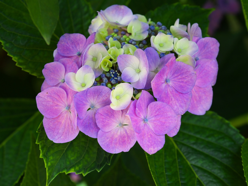 紫陽花の頃♪10