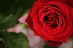 １月の薔薇♪９