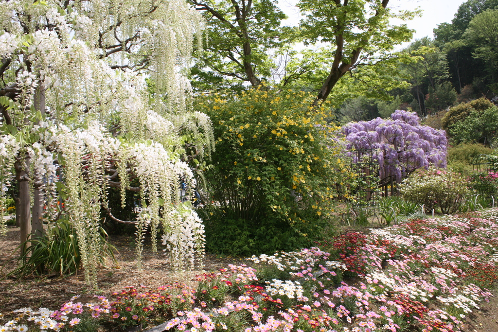 花は咲けども・・・4