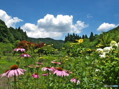 花農場の夏♪５