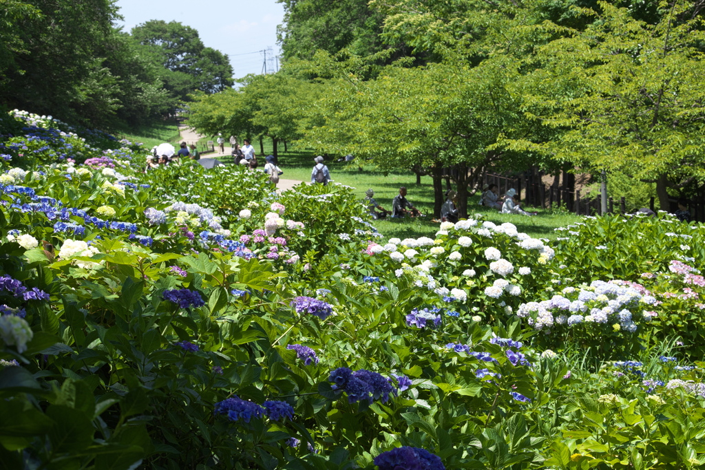 権現堂堤の紫陽花♪5