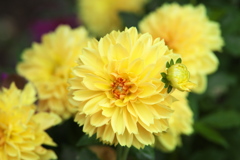 思い出のダリア♪4