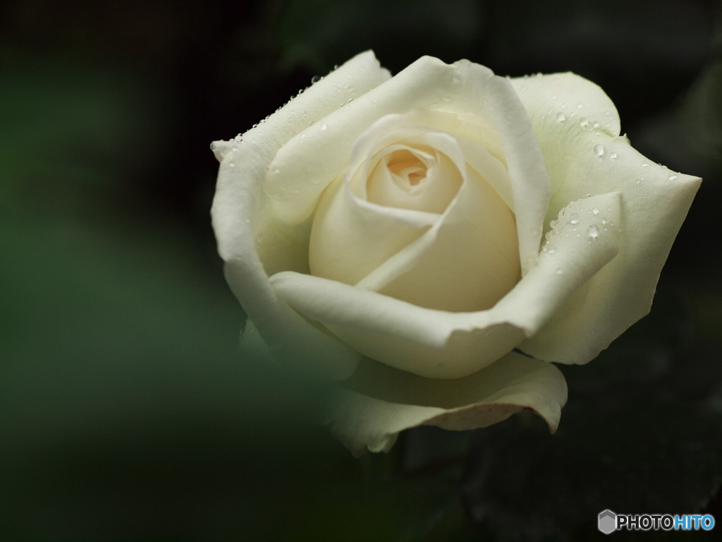 井頭公園の薔薇♪15