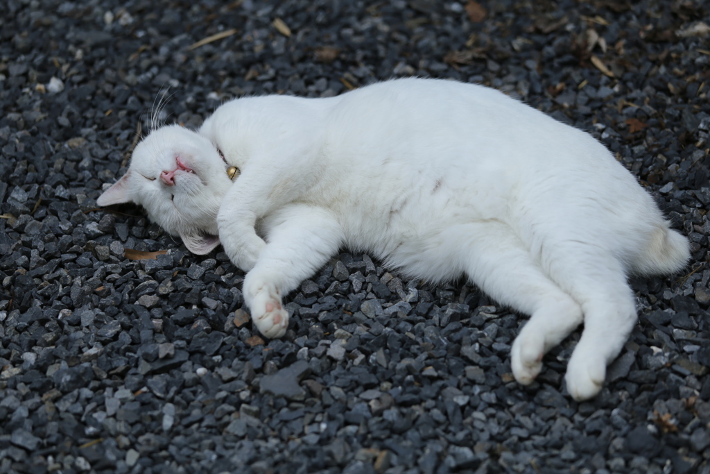 ねむるねこ♪10