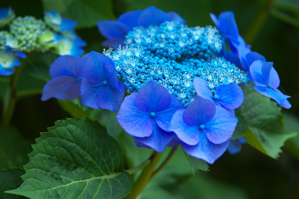 紫陽花・太平山Ⅱ♪5