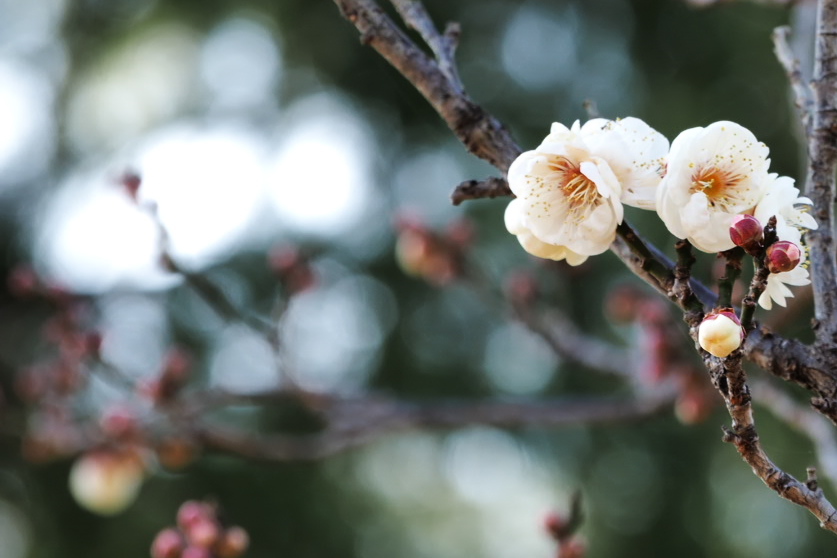 公園の梅♪1