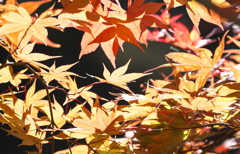 紅葉・日光Ⅱ♪5