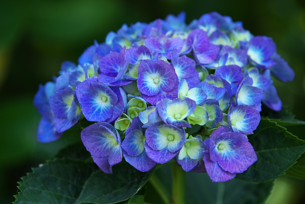 紫陽花・権現堂公園♪12