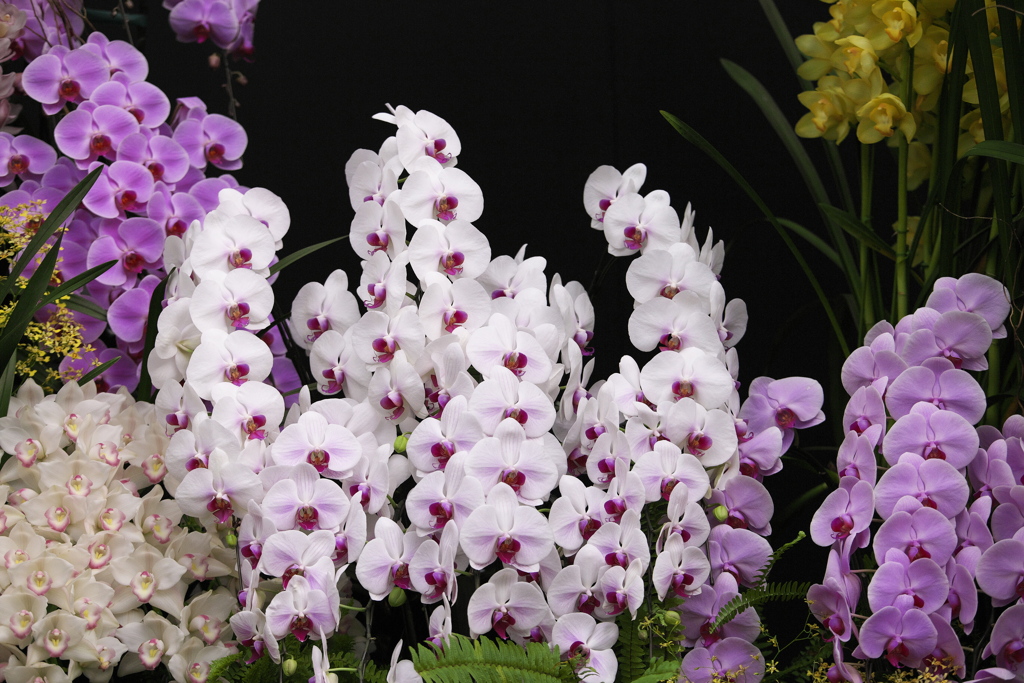 洋ラン美術館♪7