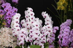 洋ラン美術館♪7