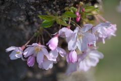 思川桜♪3