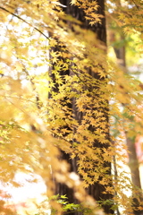 紅葉の頃・みかも山♪3