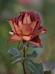 最後の薔薇ー寒風に耐えて♪5