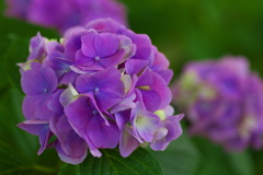 太平山の紫陽花♪12