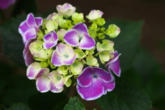 紫陽花の頃♪6