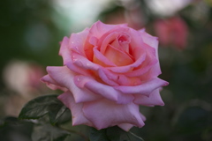 微笑みの薔薇♪1