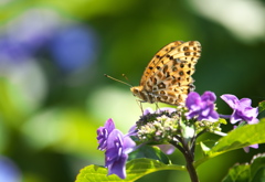 権現堂堤の紫陽花♪3