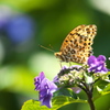 権現堂堤の紫陽花♪3