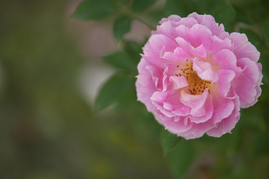 薔薇の微笑み♪1