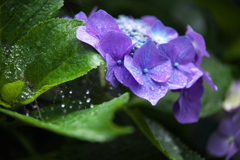 紫陽花・日枝神社♪2