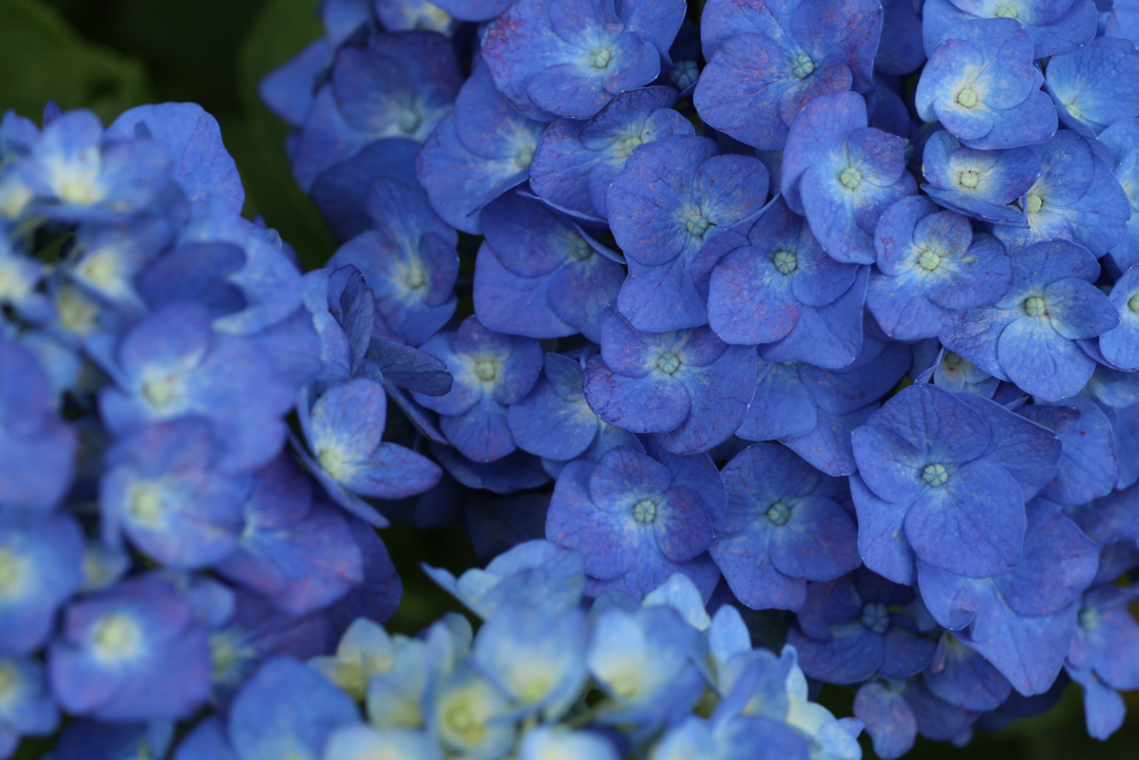 権現堂堤の紫陽花♪４