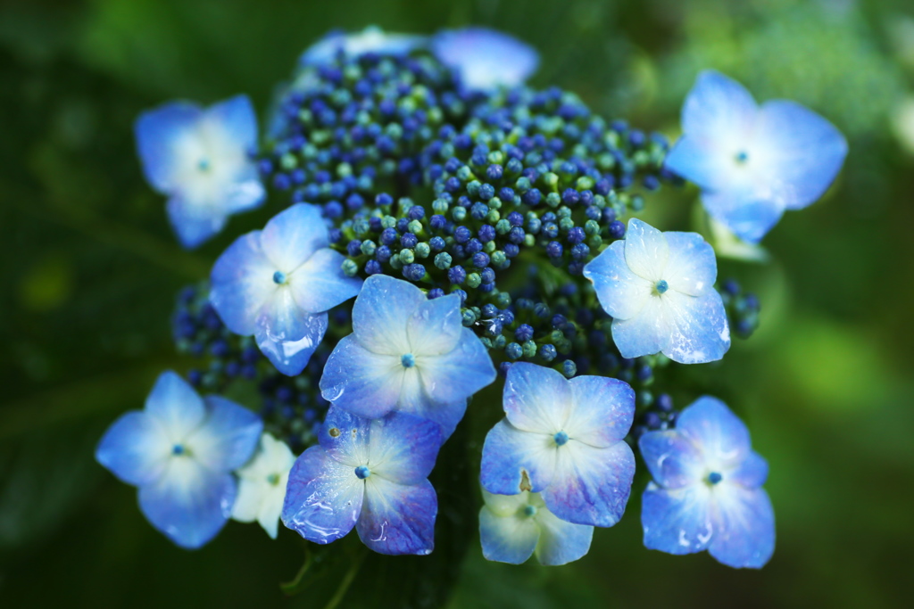 雨の日の紫陽花♪5