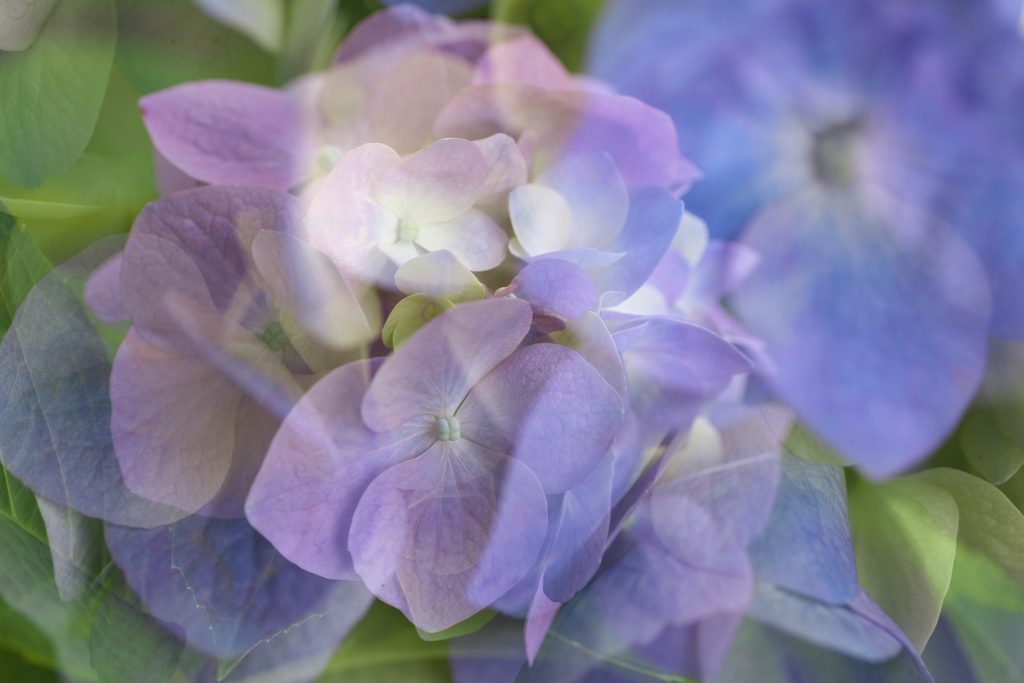 紫陽花ファンタジー♪1