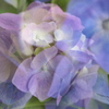 紫陽花ファンタジー♪1