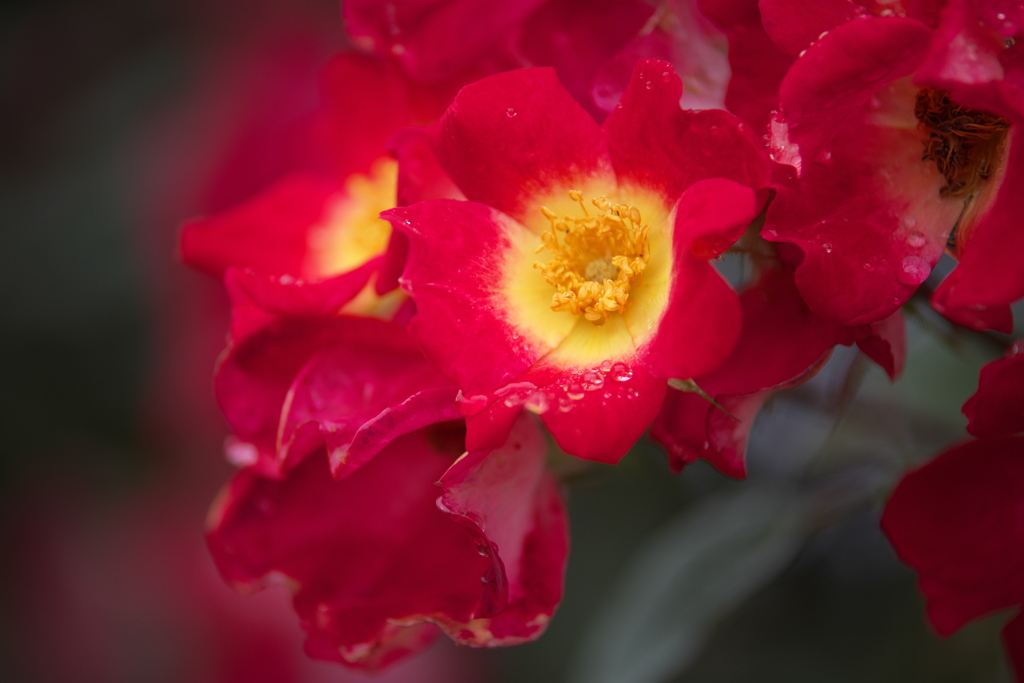 雨の日の薔薇♪10