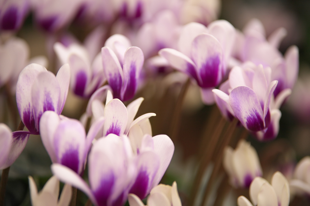 冬の花♪3