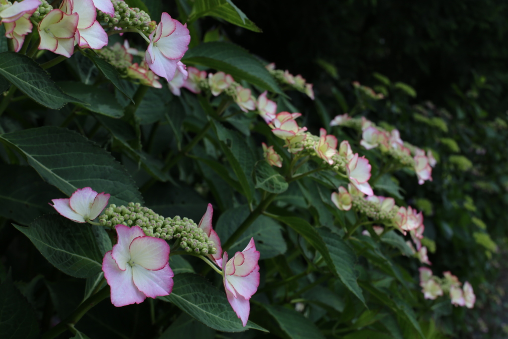 6月は紫陽花色♪7