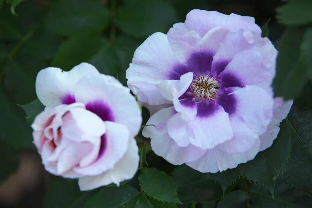 薔薇香る頃Ⅱ♪5
